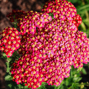 Red & Yellow Yarrow Seeds