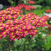 Red & Yellow Yarrow Seeds