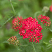 Red Yarrow Seeds