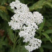 Achillea Millefolium Yarrow Seeds