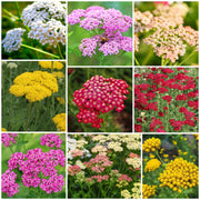 Yarrow Seeds, Achillea millefolium Flower Seeds