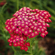 Yarrow Seeds, Achillea millefolium Flower Seeds