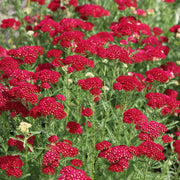 Yarrow Seeds, Achillea millefolium Flower Seeds