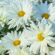 White Daisy Yarrow Seeds