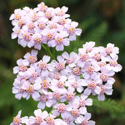 Baby Pink Yarrow Seeds