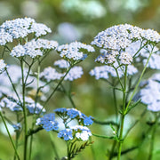 Blue Yarrow Seeds