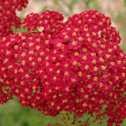 Colorado Red Yarrow Seeds
