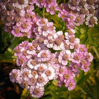 Love Parade Pink Yarrow Seeds, Herbal