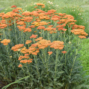 Orange Yarrow Seeds