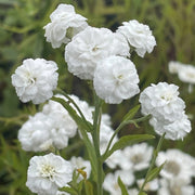 Pearl White Yarrow Seeds, Herbal