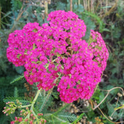 Pink Yarrow Seeds