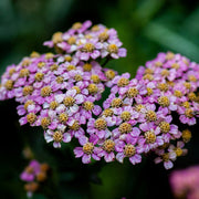 Purple Yarrow Seeds