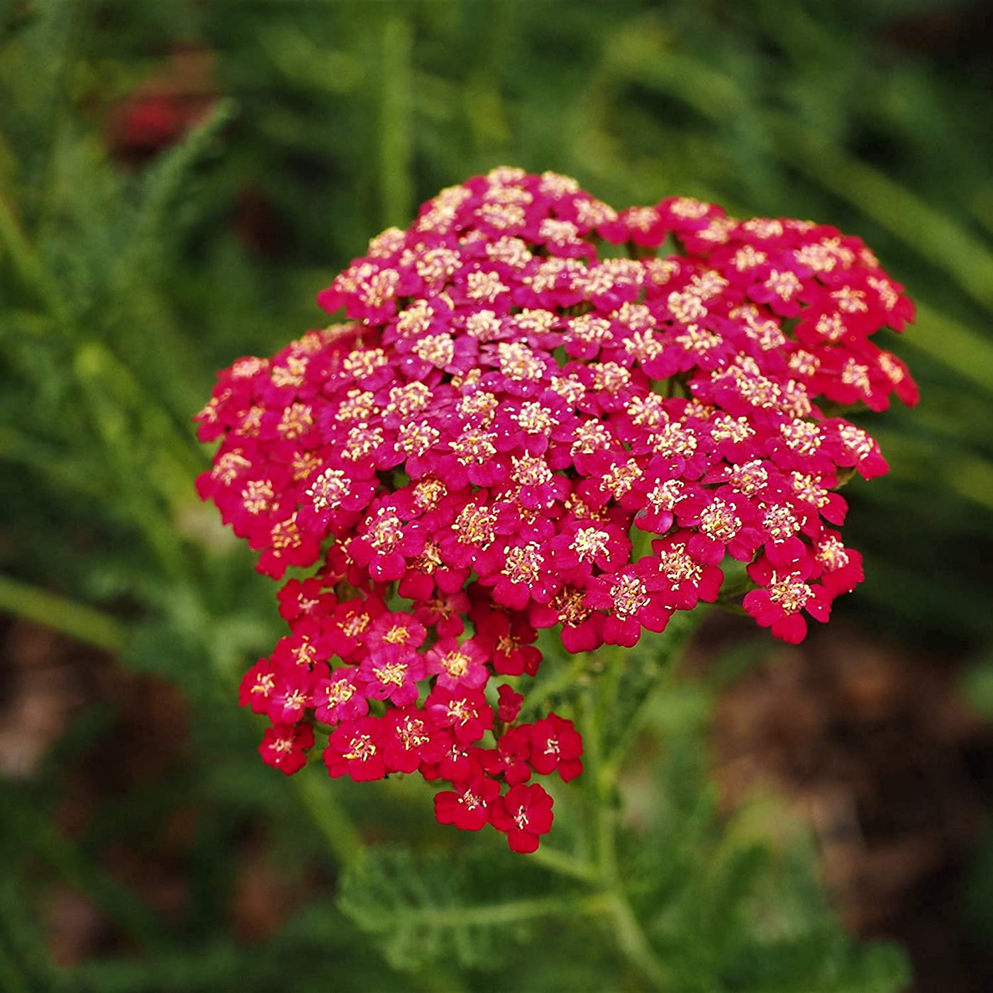 Red Yarrow Seeds
