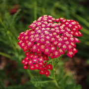 Red Yarrow Seeds