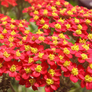 Red & Yellow Yarrow Seeds