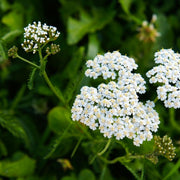 Sky Blue Yarrow Seeds