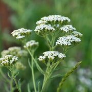 White Yarrow Seeds