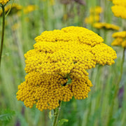 Yellow Yarrow Seeds