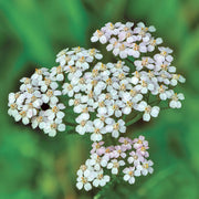 Sky Blue Yarrow Seeds