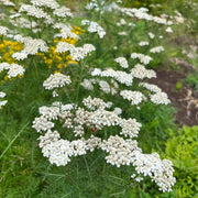 Sky Blue Yarrow Seeds