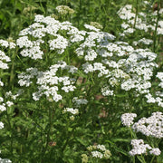 White Yarrow Seeds