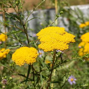 Yellow Yarrow Seeds
