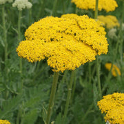 Yellow Yarrow Seeds