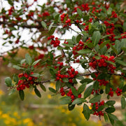 Yaupon Seeds, Ilex vomitoria