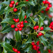 Yaupon Seeds, Ilex vomitoria