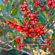 Yaupon Seeds, Ilex vomitoria