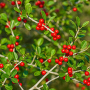 Yaupon Seeds, Ilex vomitoria