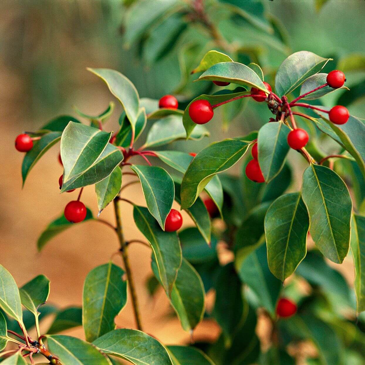 Yaupon Seeds, Ilex vomitoria