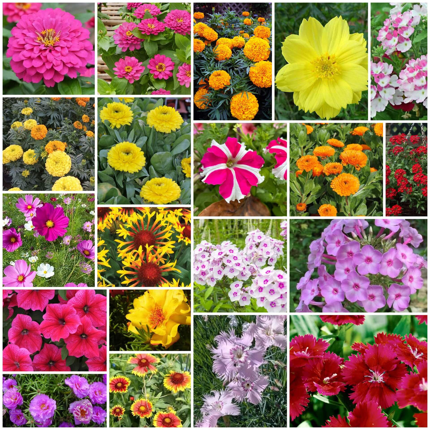 Year Round Flower Collection Seeds