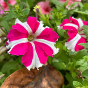 Year Round Flower Collection Seeds