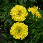 Year Round Flower Collection Seeds