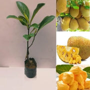 Yellow-Green Jackfruit Seeds
