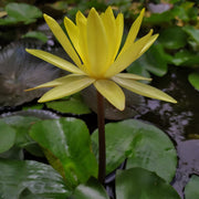 Yellow & Golden Lotus Seeds