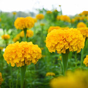 Outdoor Marigold Seeds