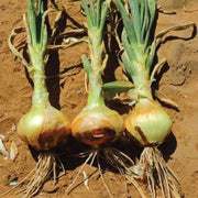 Vidalia Onion Seeds