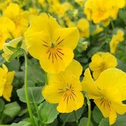 Bright Mexican Pansy Seeds