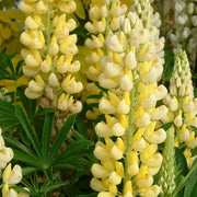 Yellow & White Lupine Seeds