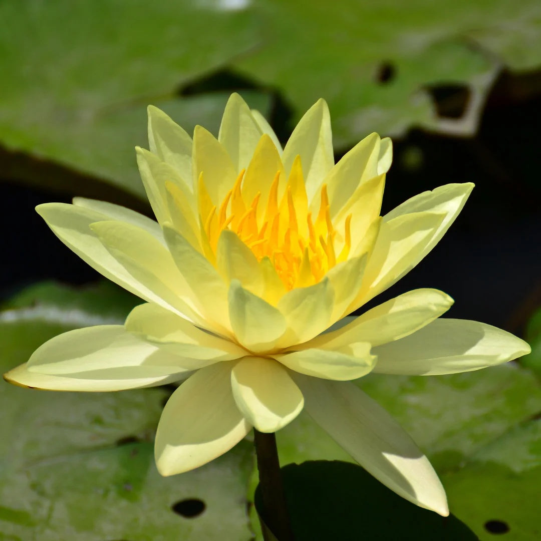 Yellow & Golden Lotus Seeds