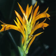Wildflower Mix Yellow Achira Seeds
