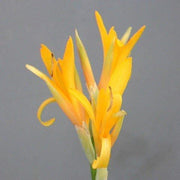 Wildflower Mix Yellow Achira Seeds