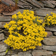 Yellow Alyssum Seeds