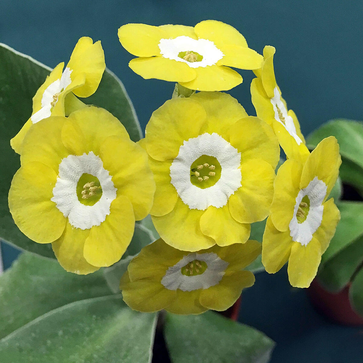 Yellow Auricula Primula Seeds