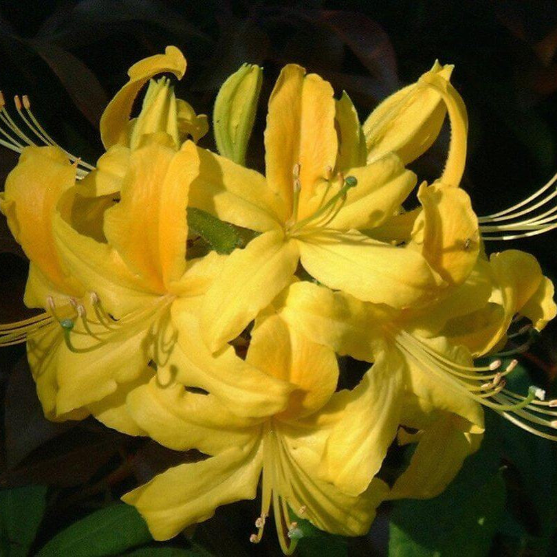 Yellow Azalea Rhododendron Seeds - Flower Plant