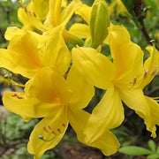 Yellow Azalea Rhododendron Seeds - Flower Plant