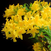 Yellow Azalea Rhododendron Seeds - Flower Plant