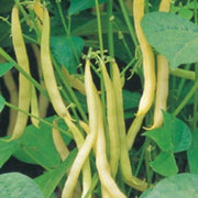 Yellow Bean Seeds
